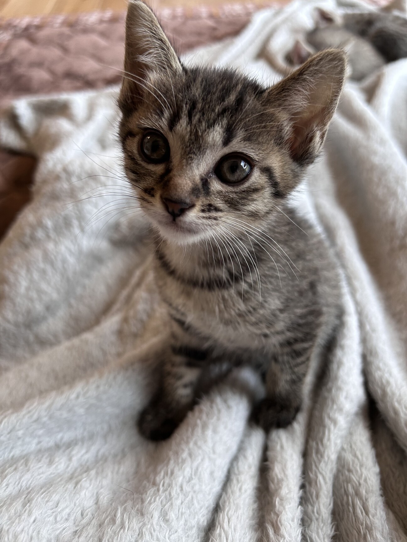 8週キジトラのいっちゃん」神奈川県 - 猫の里親募集(492322) :: ペット