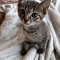 8週キジトラのいっちゃん