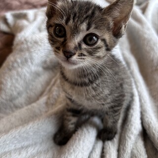 8週キジトラのいっちゃん