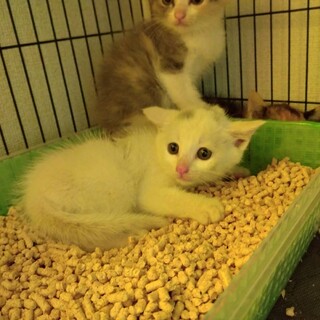 タルーくんの家族募集（7月7日か7月21日面会）