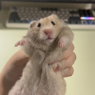 ゴールデンハムスター　赤ちゃん