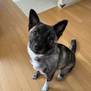 とっても甘えたの女の子らいあ❤️野犬にも家族を