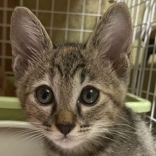 性格100点満点☆キジサビののんちゃん！