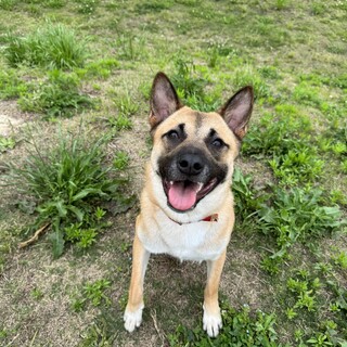 天真爛漫な男の子ちはる❤️野犬にも家族を
