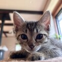 8週キジトラのドーベルちゃん