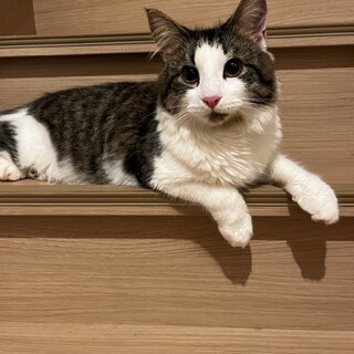 抱っこ、へそ天、甘ったれノルウェージャン