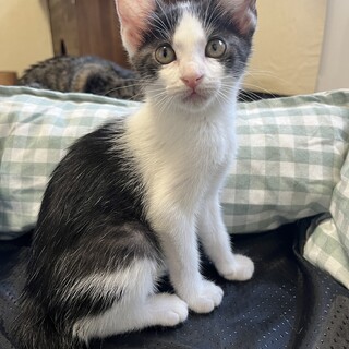 サバ白ハチワレ　女の子　3ヶ月