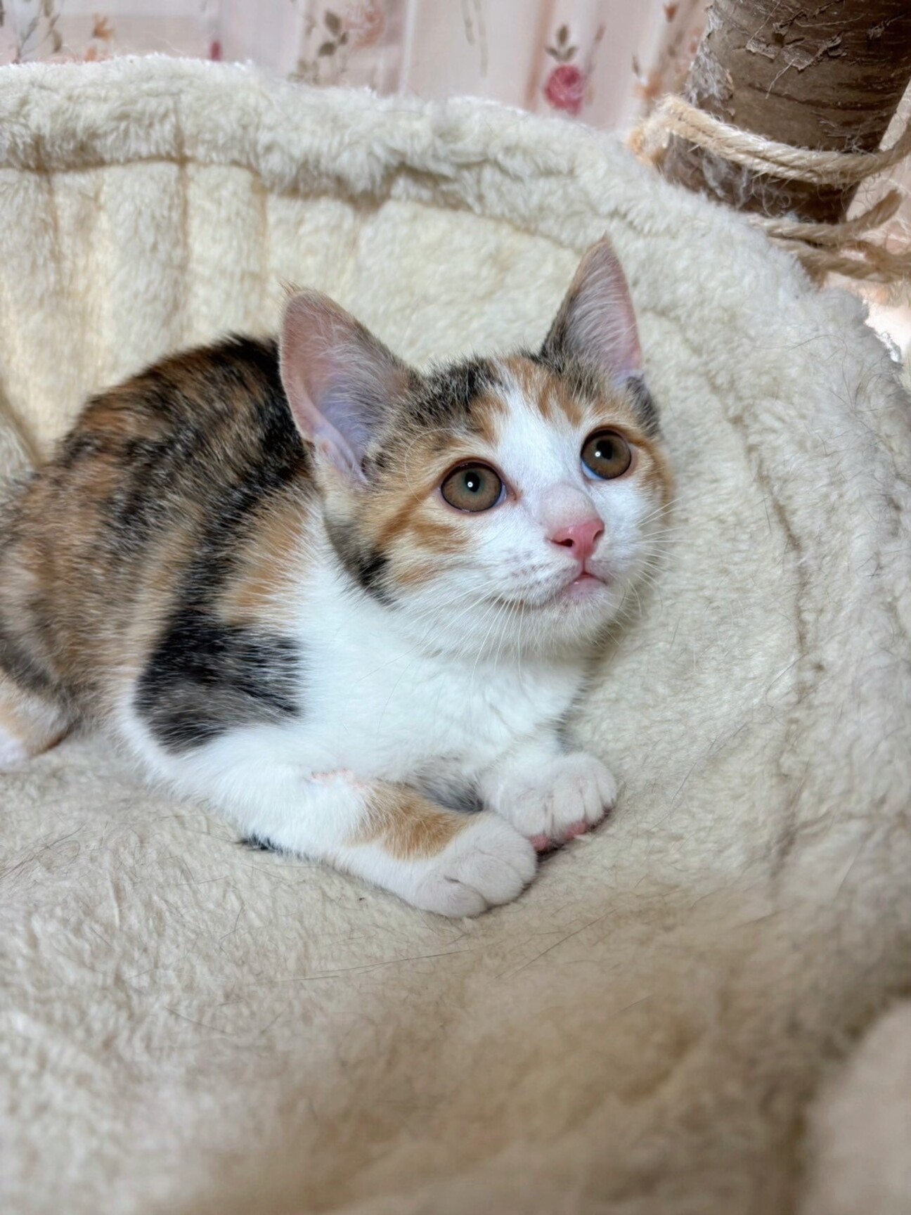 ♡1周年記念SALE♡じゃれねこちゃんとイチョウ　ミケ猫 BABY三宮店17周年記念特別企画のお知らせ | BABY, THE STARS