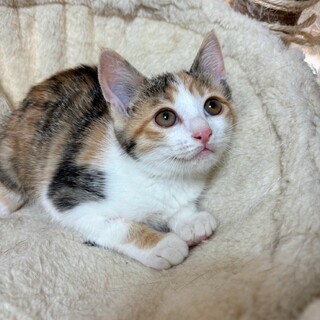 美しいミケ柄♡みみちゃん