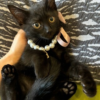 クリクリおめめ♡はなびちゃん