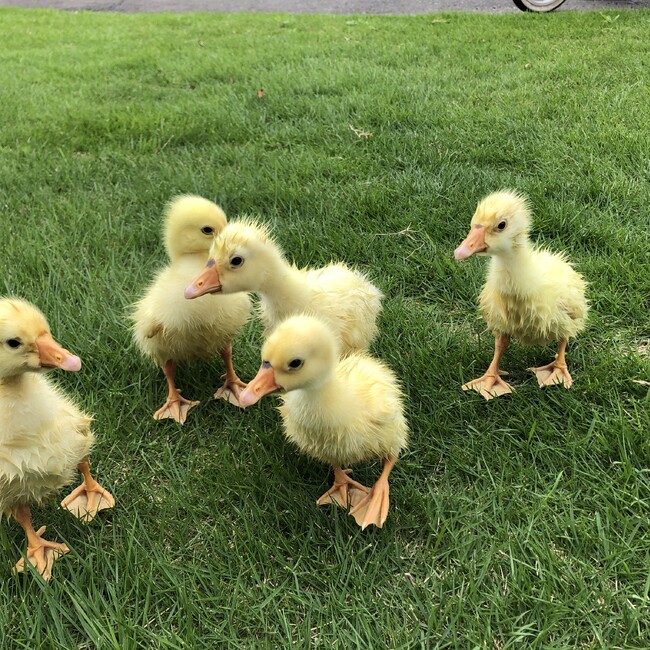 bulutoのカバー写真