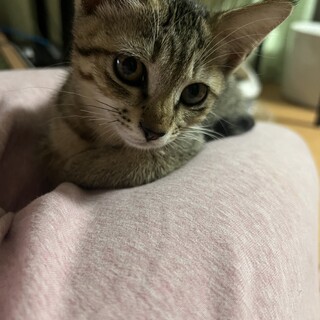 ゼラちゃんキジガール膝乗り活発甘えたがりちゃん