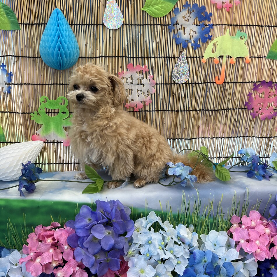 ぷちしゅーのカバー写真