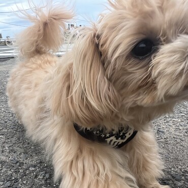 伸びる犬