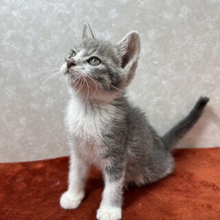 忠猫ハチ公！子猫なのに落ち着きすぎてる❤️ませ猫