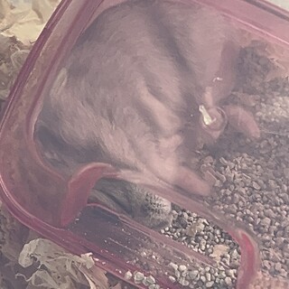 ジャンガリアンハムスター