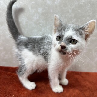 抱っこして抱きしめたくなるほど可愛い❤ぴよぴよ