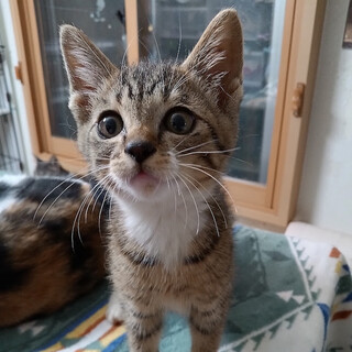 白マフラー白手袋のキジ子猫『クンクン』2カ月半