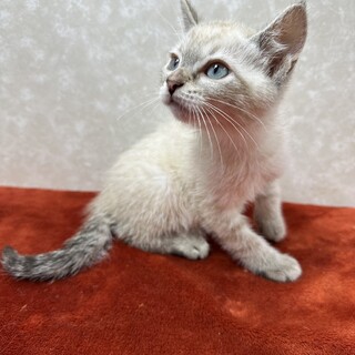 青い目のシンバ❤部屋のオブジェに話相手に最適！