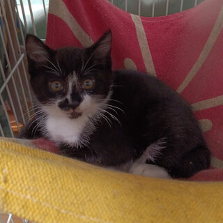 おっとり系男子ステキなお顔『つばめ』２ヵ月