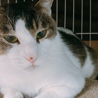 仮名ブチニャン 甘えん坊で食欲旺盛！