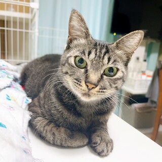 仮名ナタネ 人猫大好き！