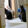仮名ナタネ 人猫大好き！ サムネイル5