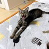 仮名ナタネ 人猫大好き！ サムネイル6