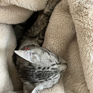 人懐こいサバトラ美人さんです！