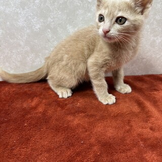 くりくりお目目のクリームトラ！癒し系❤くり坊