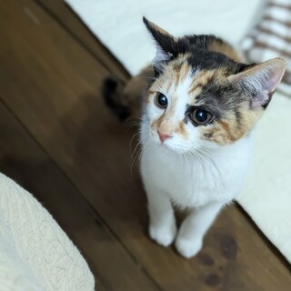 三毛の女の子3ヶ月