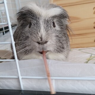 【別サイトで里親さんが決定しました！】