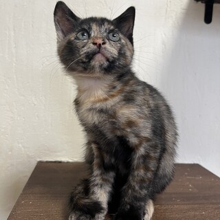 サビ　女の子　３ヶ月