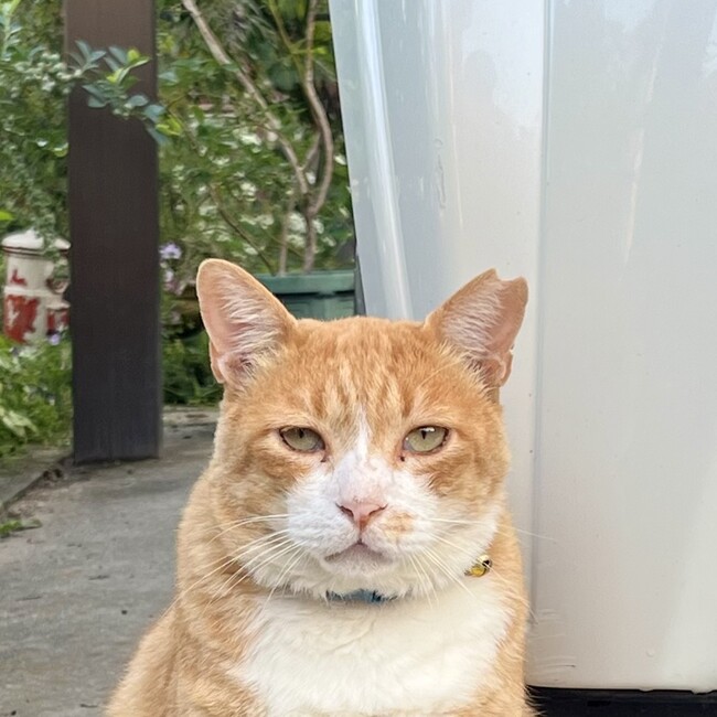 焼山わんにゃんライフのカバー写真