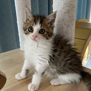 ふわふわな男の子