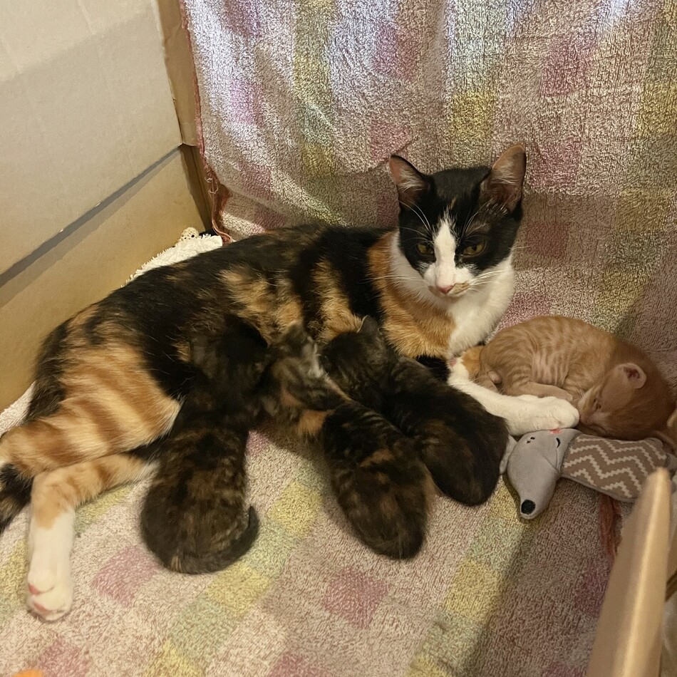 Nanaのカバー写真