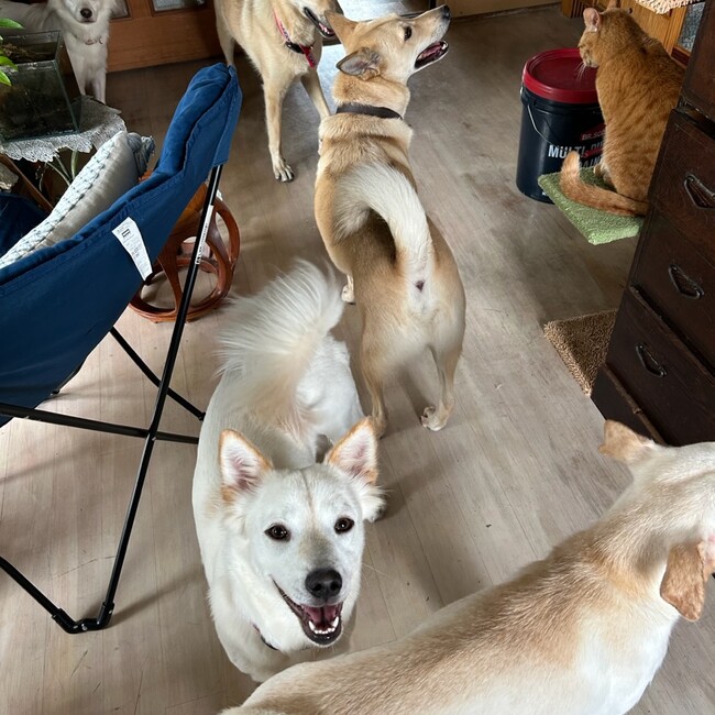 しっぽっぴんずのカバー写真