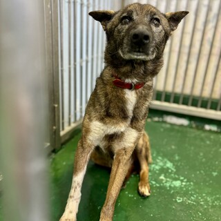 温かいおうちの子になれますように