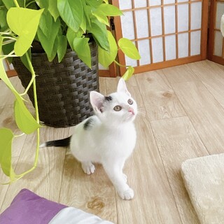 早期不妊手術チップ済　ベタ甘白黒♀