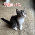 とても人懐こい子猫と母猫の里親募集