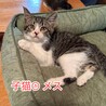 とても人懐こい子猫と母猫の里親募集 サムネイル2