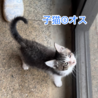 とても人懐こい子猫と母猫の里親募集 サムネイル3