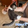 とても人懐こい子猫と母猫の里親募集 サムネイル4