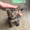 とても人懐こい子猫と母猫の里親募集 サムネイル6