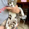 とても人懐こい子猫と母猫の里親募集 サムネイル7