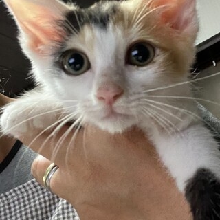 白三毛美人♡むぎちゃん