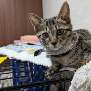 優しいキジトラの女の子