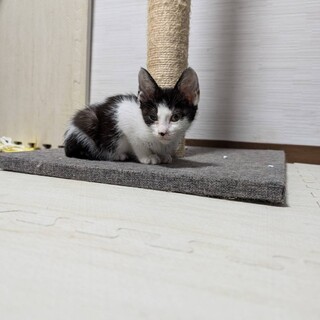 コロコロ可愛らしいキジトラの女の子