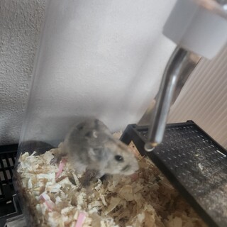 ステップレミング 現在、交渉中です