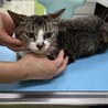 輪島のキジ白ママ猫さん